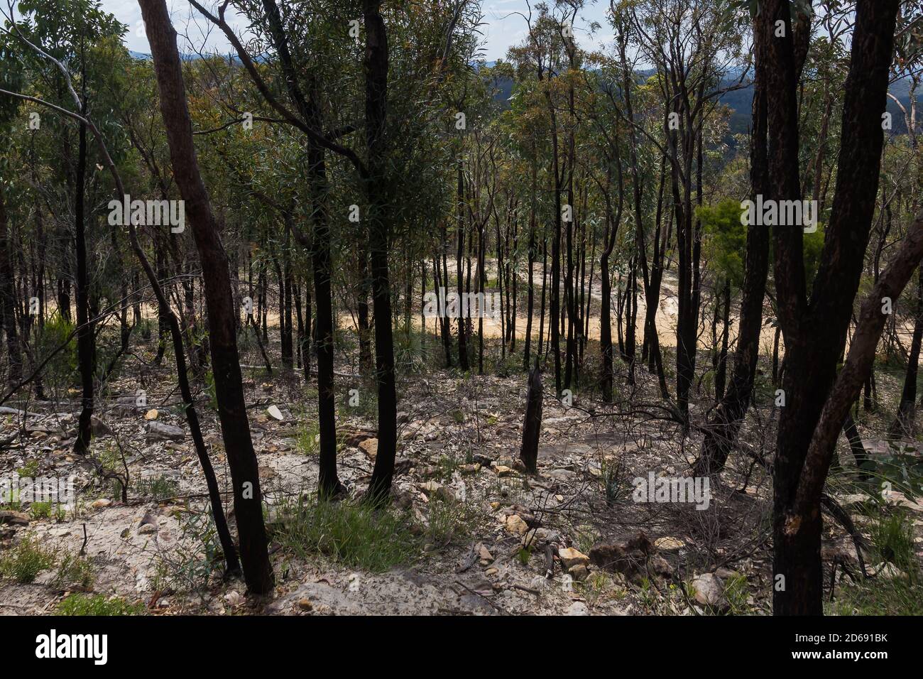 Vista da Finchley Lookout, Yengo National Park, Lower Hunter regione, New South Wales. Fa parte del Greater Blue Mountains, patrimonio mondiale dell'umanità Foto Stock