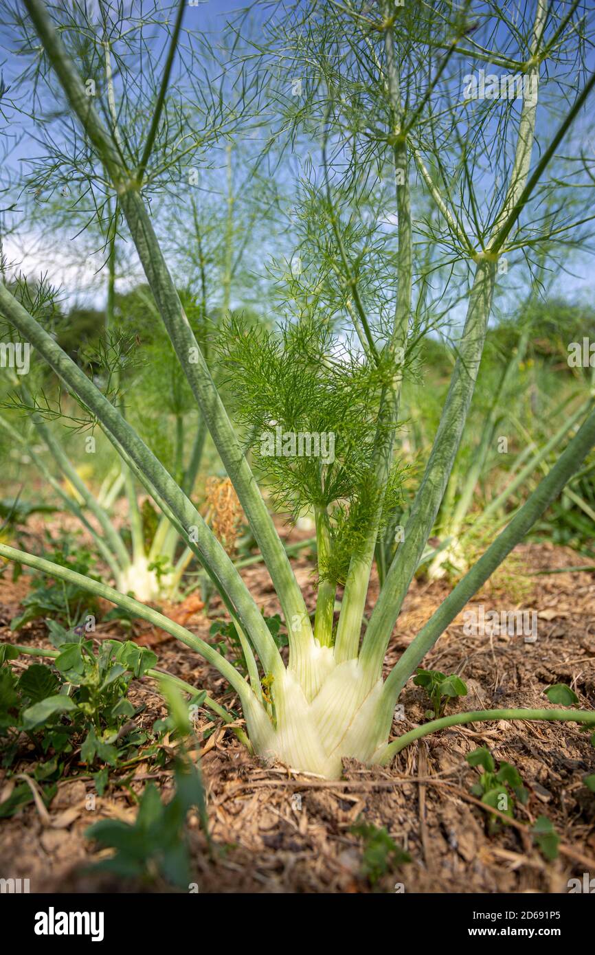 Finocchio biologico (Foeniculum vulgare) che cresce all'aperto sotto il sole estivo. Foto Stock