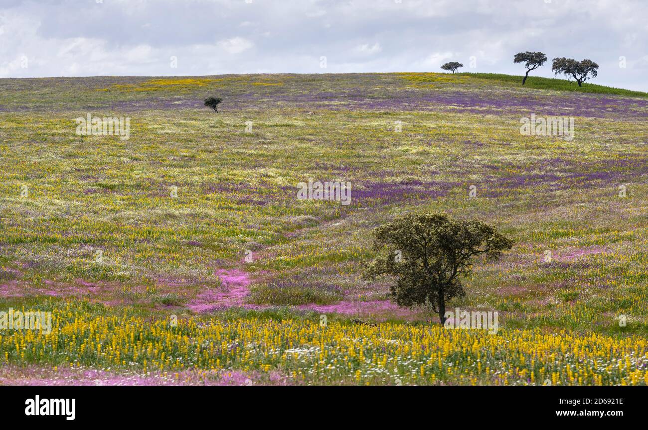 Paesaggio con prati fioriti nei pressi di Mertola nella riserva naturale Parque Natural do Vale do Guadiana nel Alentejo Europa, Europa meridionale, Por Foto Stock