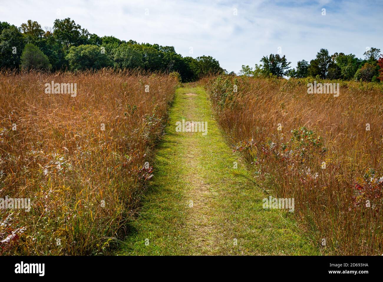 Un sentiero di erba che cammina in un prato Foto Stock