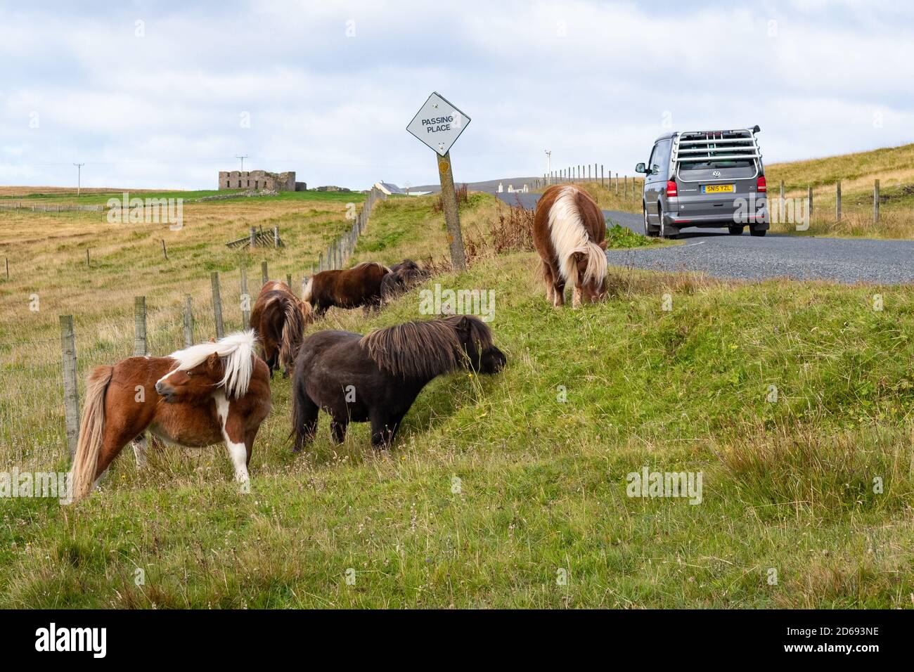 Pony Shetland che pascolano sulla strada a Unst, Shetland Isles, Scozia, Regno Unito Foto Stock