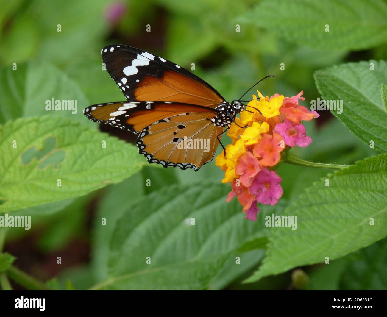 Fuoco selettivo della farfalla danaus chrysippus Foto Stock