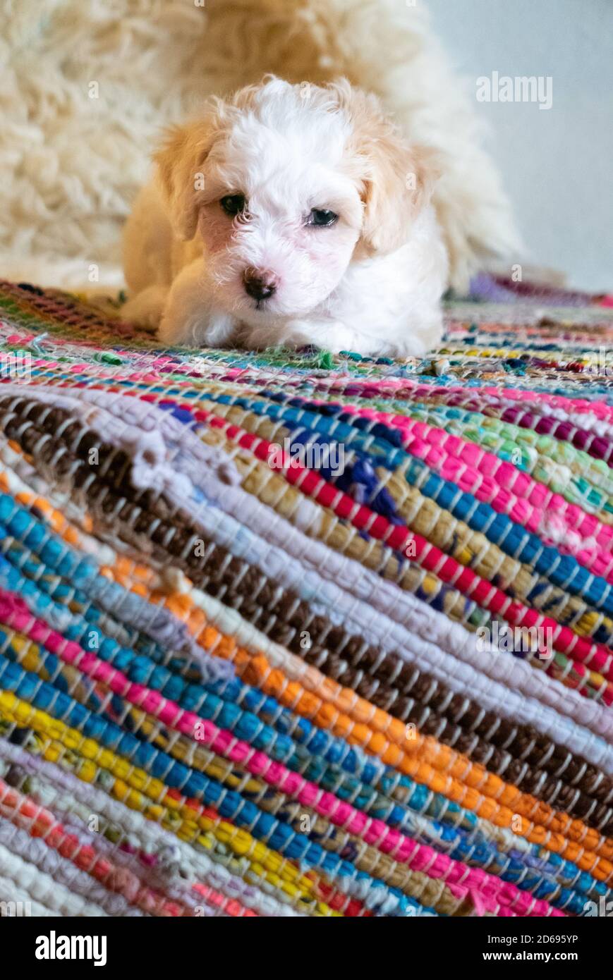 Carino cucciolo di cinese crestato cane su tappeto colorato. Foto Stock