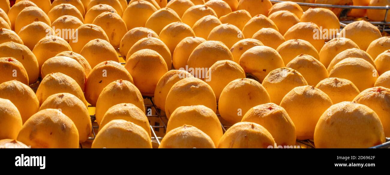 Facendo il processo di sole che espositing che asciuga il persimmon sbucciato essiccato in un setaccio, concetto di cibo conservato d'autunno. Foto Stock