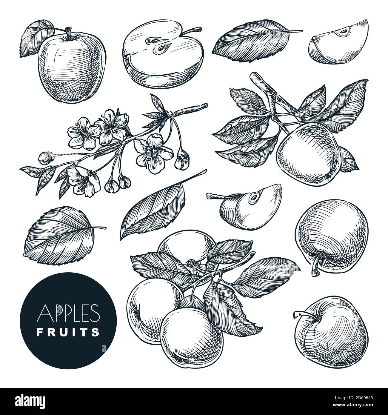 Illustrazione vettoriale dello schizzo Apple. Raccolta di frutta dolce, giardino disegnato a mano agricoltura e fattoria elementi di progettazione isolati. Illustrazione Vettoriale