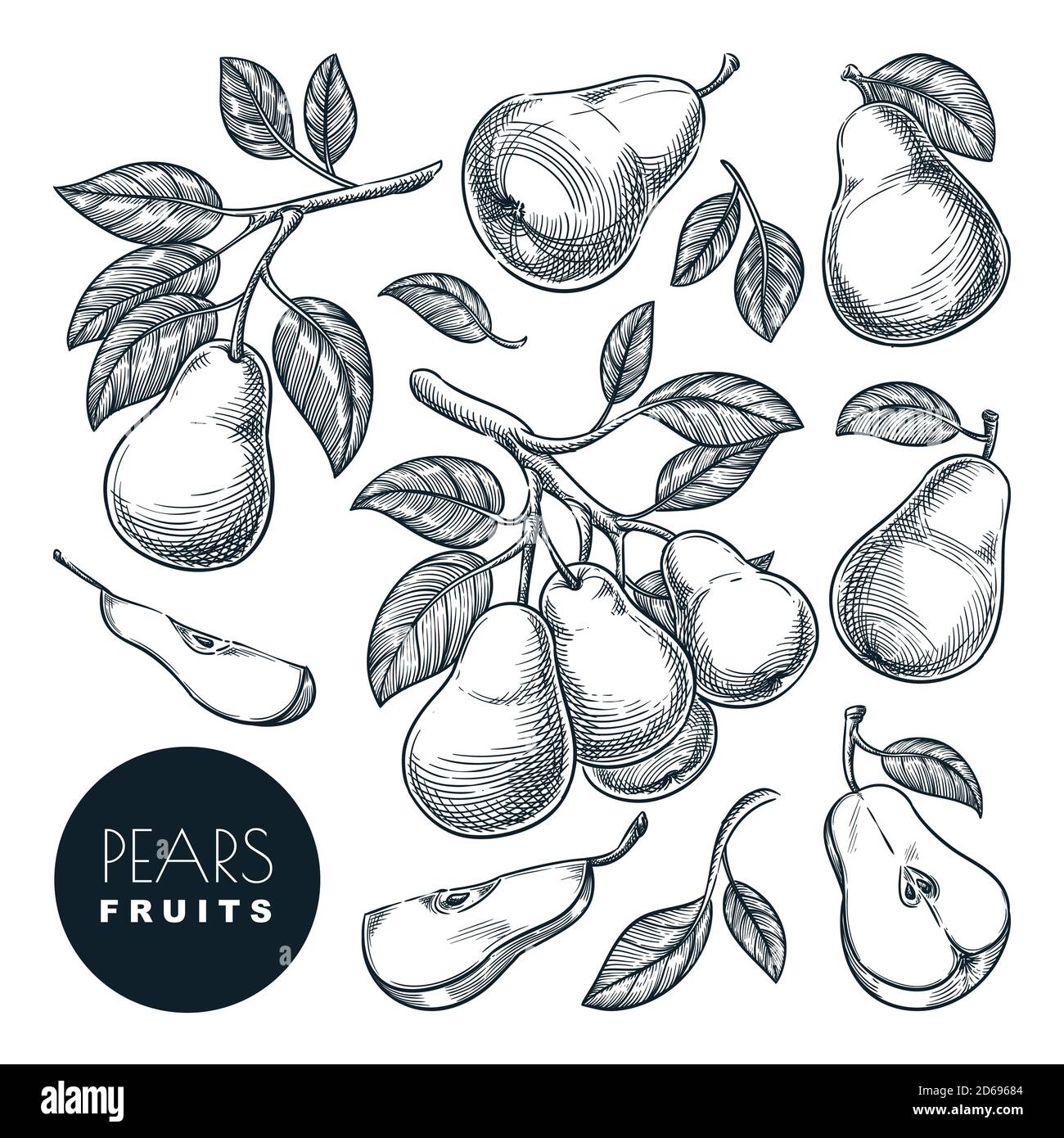 Illustrazione vettoriale dello schizzo delle pere. Raccolta di frutta dolce, giardino disegnato a mano agricoltura e fattoria elementi di progettazione isolati. Illustrazione Vettoriale