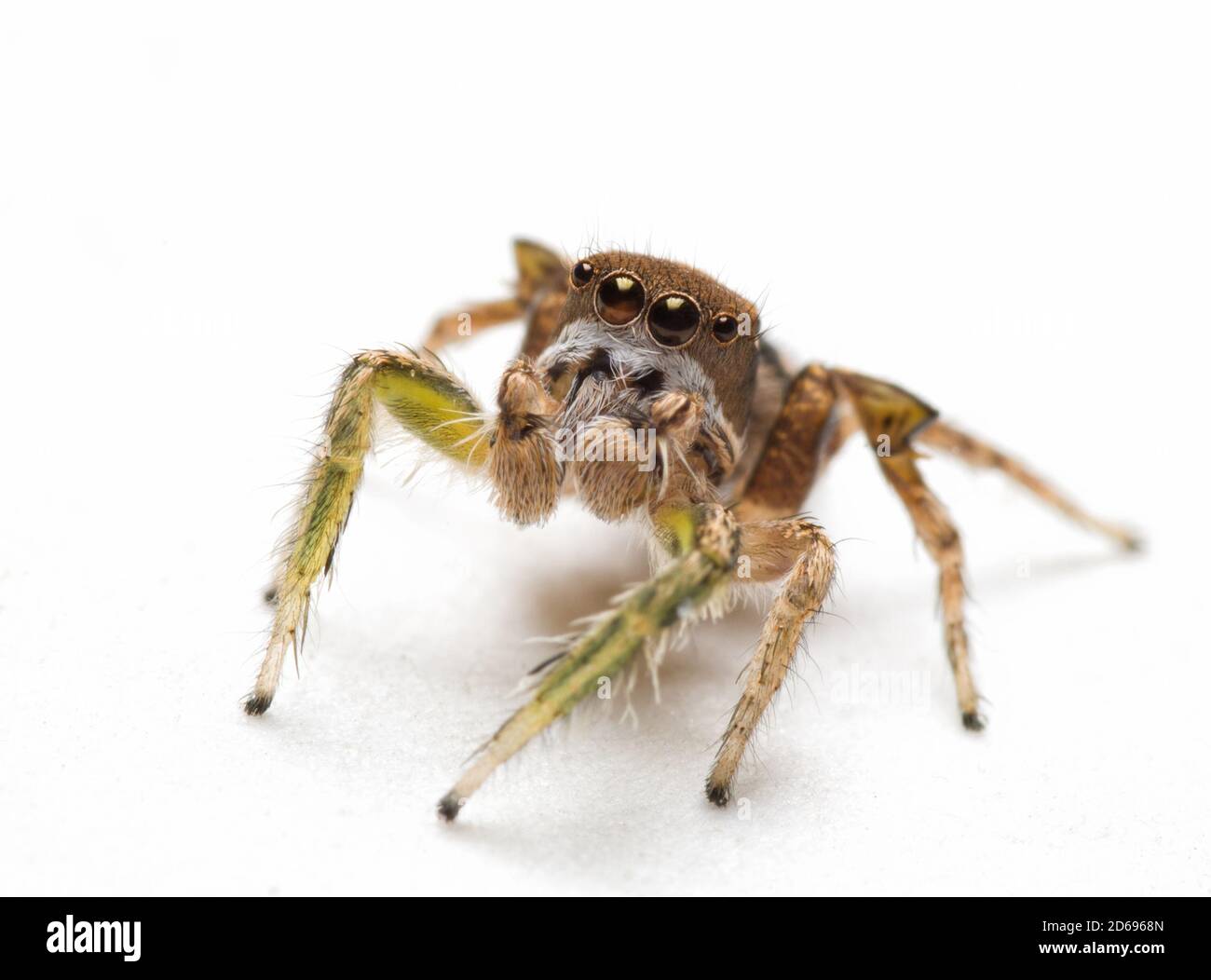 Bel ragno maschio Habronattus viripides che salta con i suoi pediatri fuzzy davanti alla bocca, guardando in alto, su sfondo chiaro Foto Stock