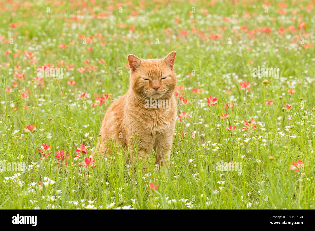 Gatto tabby arancione seduto nel mezzo di fiori selvatici con gli occhi chiusi, rilassato e felice Foto Stock
