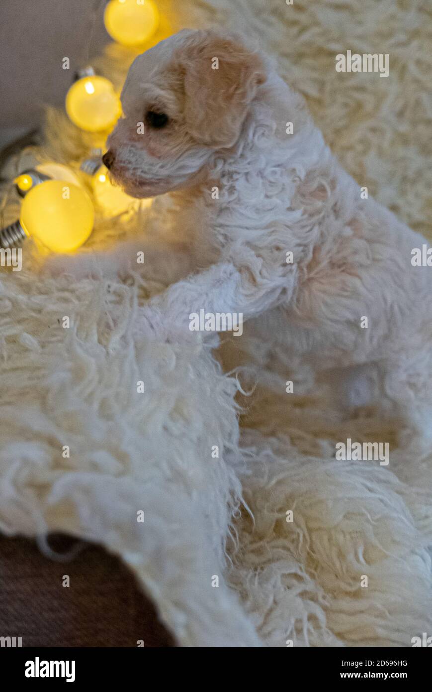 Cucciolo di polvere crestato cinese sul cappotto bianco. Foto Stock