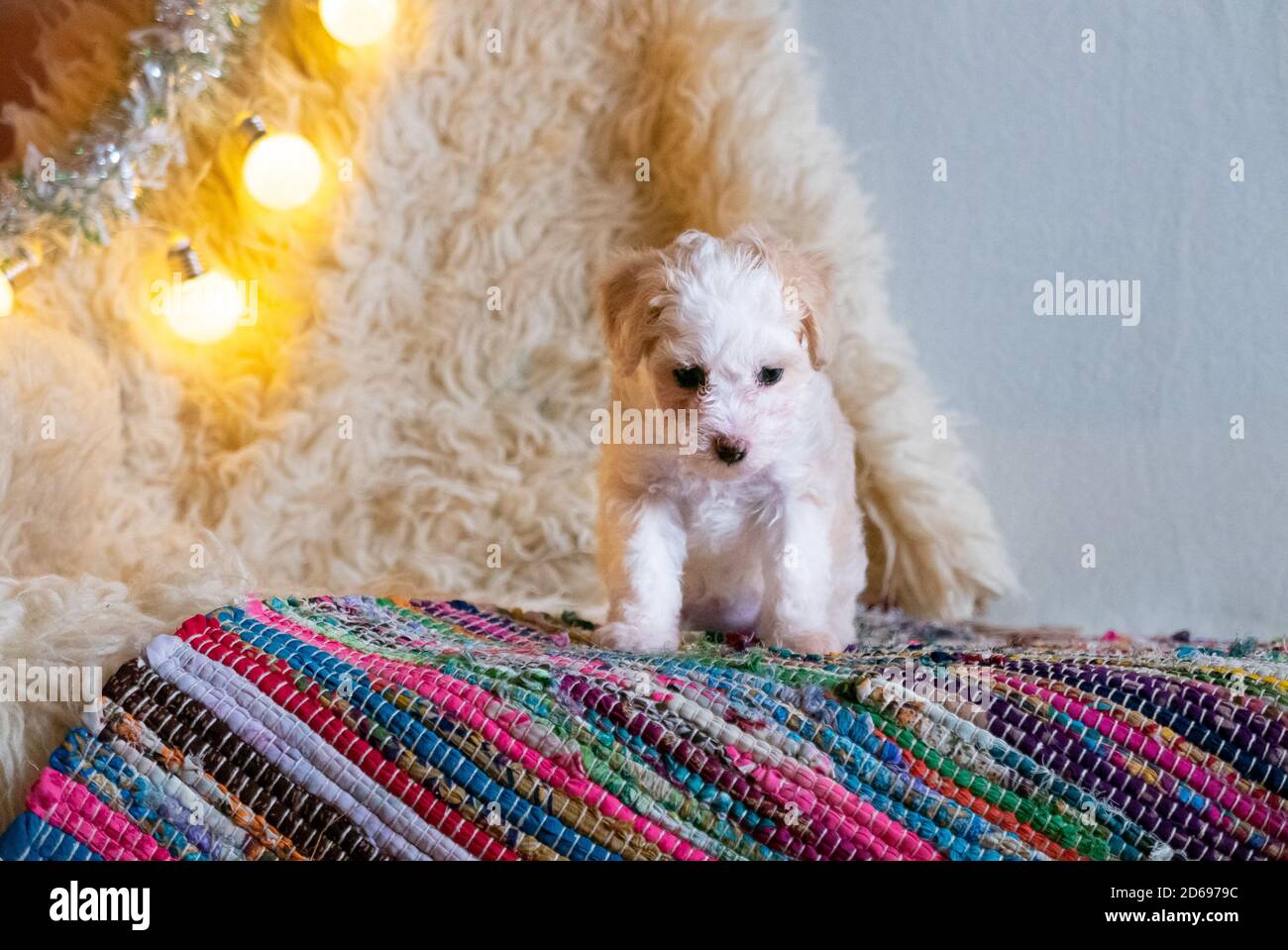 Carino cucciolo di cinese crestato cane su tappeto colorato. Foto Stock