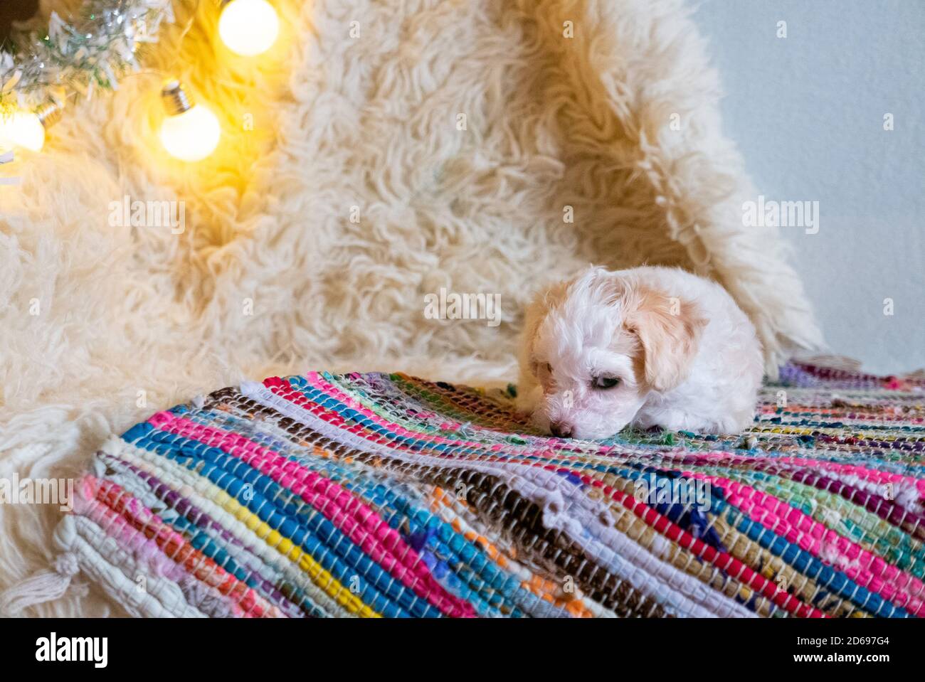 Carino cucciolo di cinese crestato cane su tappeto colorato. Foto Stock