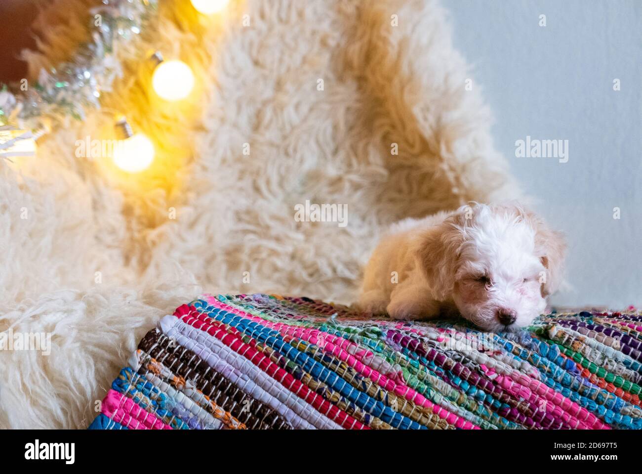 Carino cucciolo di cinese crestato cane su tappeto colorato. Foto Stock