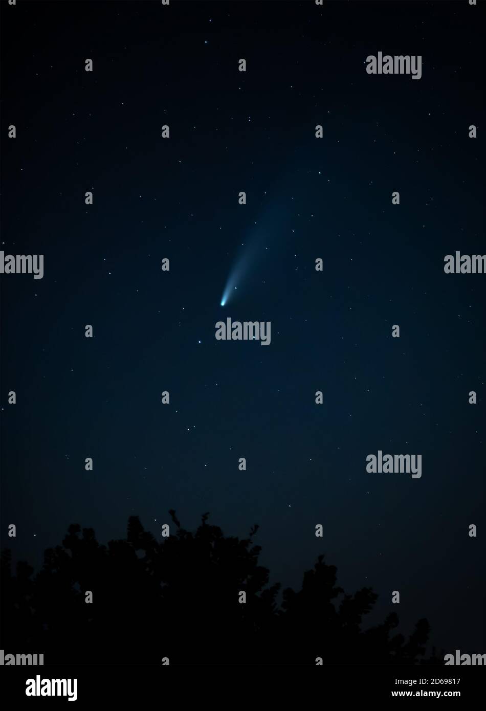 Comet Neoswise tracking attraverso il cielo notturno sopra le cime degli alberi Foto Stock