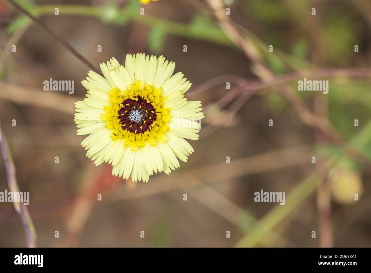 Fiori di primavera e campo Foto Stock