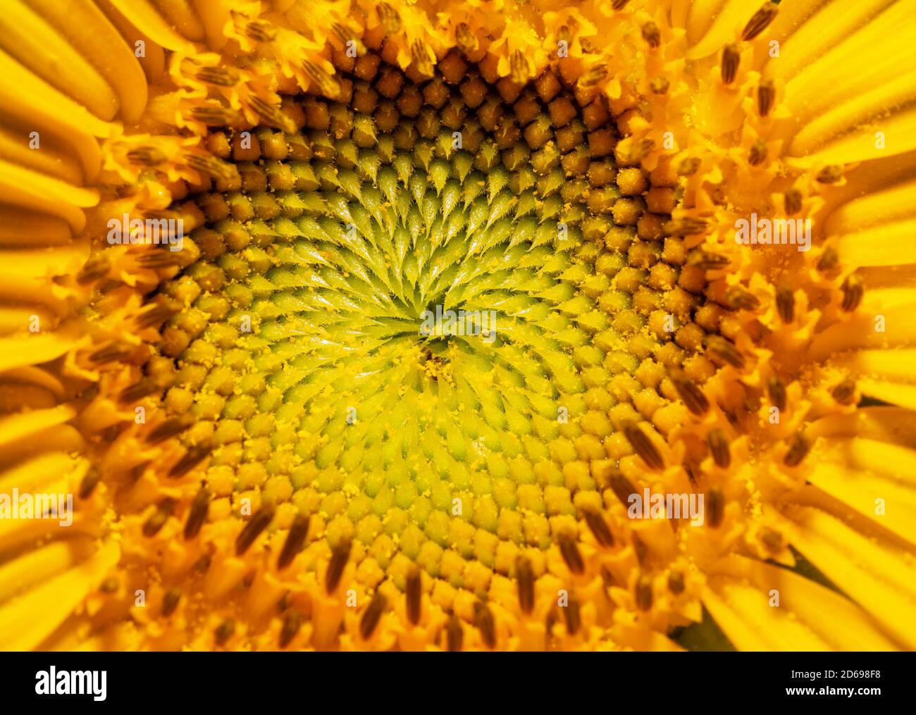 Closeup di un centro di girasole aperto di recente al sole estivo Foto Stock