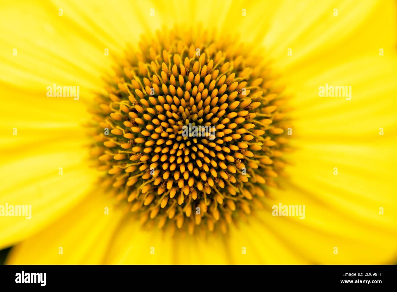 Primo piano di un Coneflower giallo Foto Stock