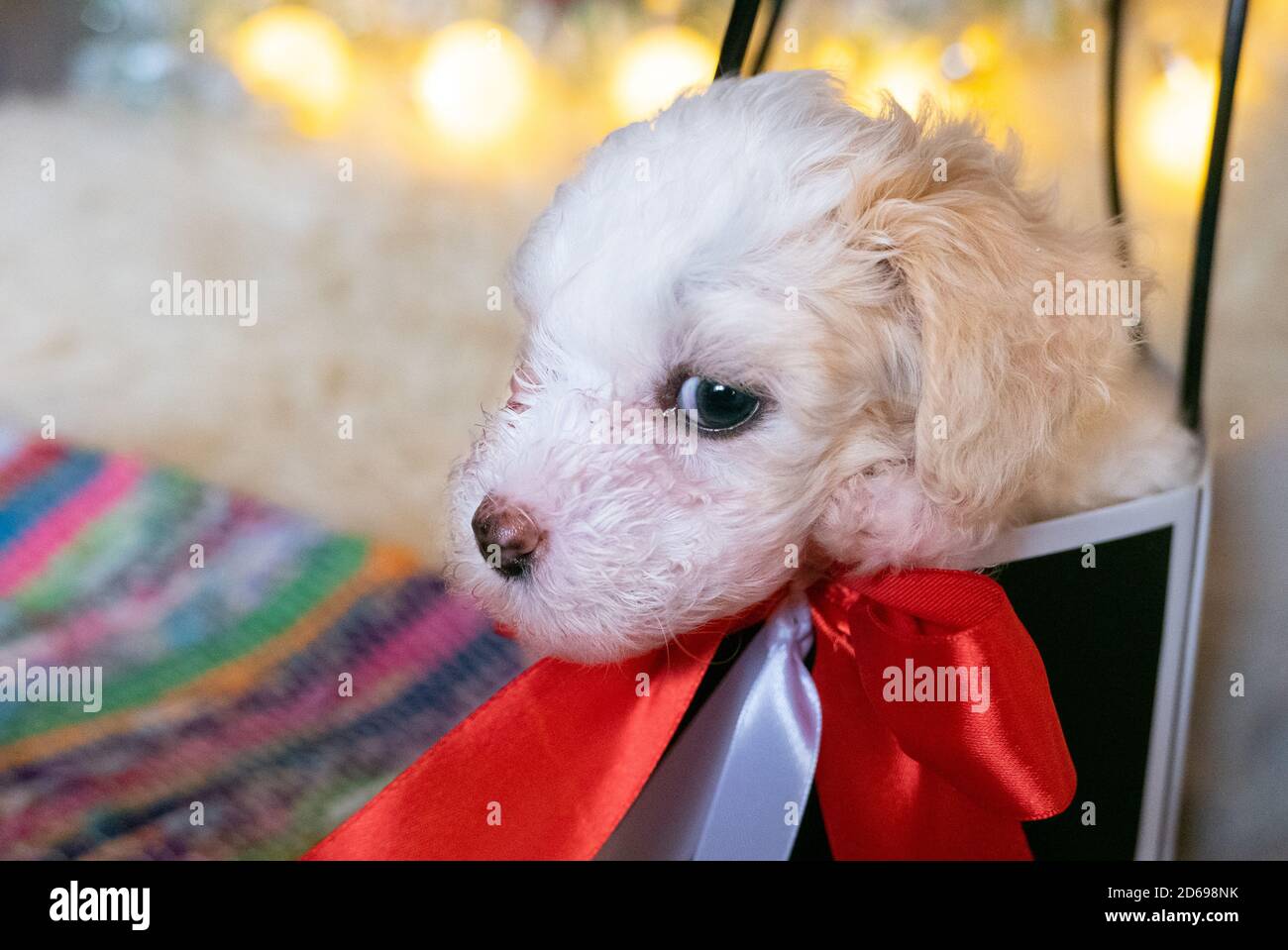 Cane di polvere crestato cinese in una borsa regalo di natale o. scatola  Foto stock - Alamy