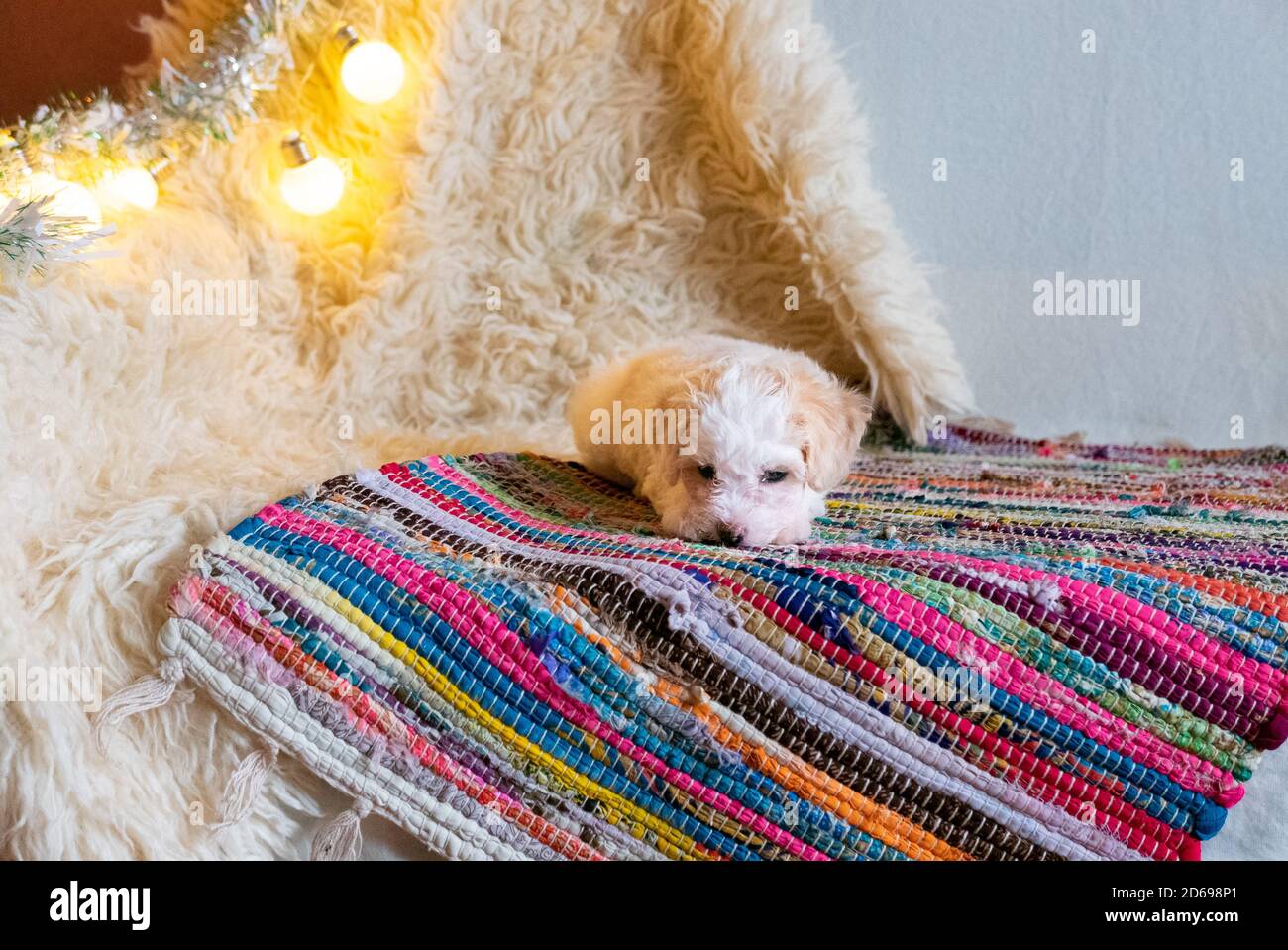 Carino cucciolo di cinese crestato cane su tappeto colorato. Foto Stock