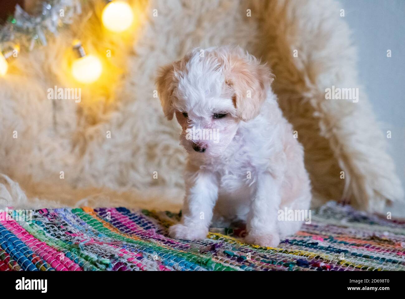 Carino cucciolo di cinese crestato cane su tappeto colorato. Foto Stock