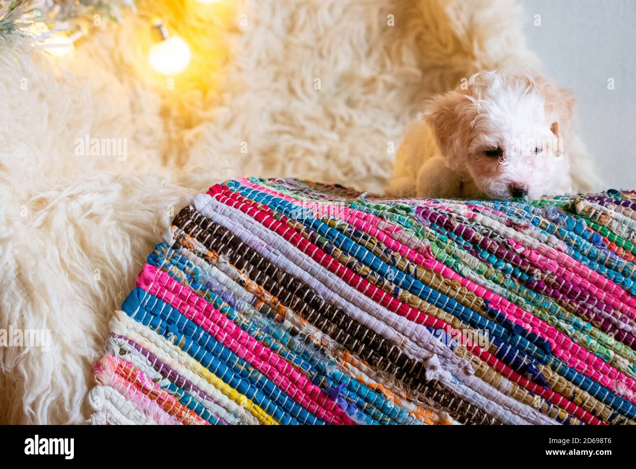 Carino cucciolo di cinese crestato cane su tappeto colorato. Foto Stock