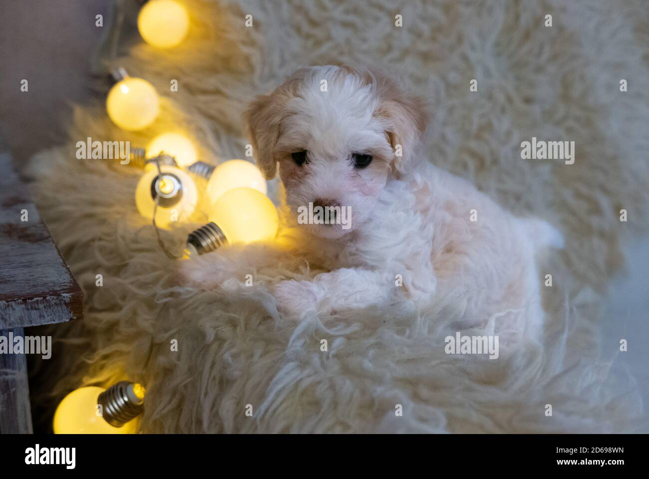 Cucciolo di polvere crestato cinese sul cappotto bianco. Foto Stock