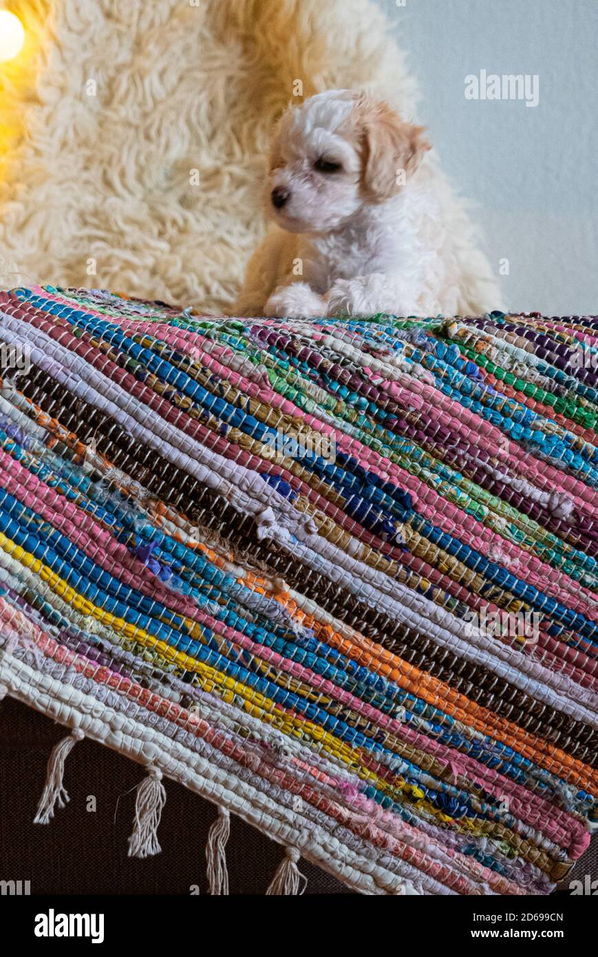 Carino cucciolo di cinese crestato cane su tappeto colorato. Foto Stock