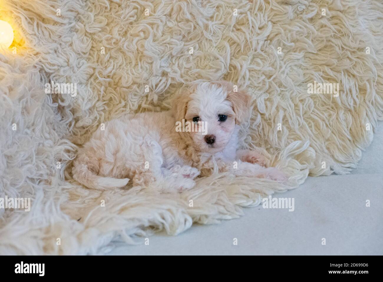 Cucciolo di polvere crestato cinese sul cappotto bianco. Foto Stock