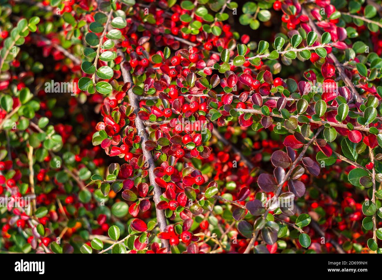 Grappoli di bacche rosse di un Cotoneaster Horizalis Decne. Illuminato da luce solare tenue sera, sfondo autunno Foto Stock