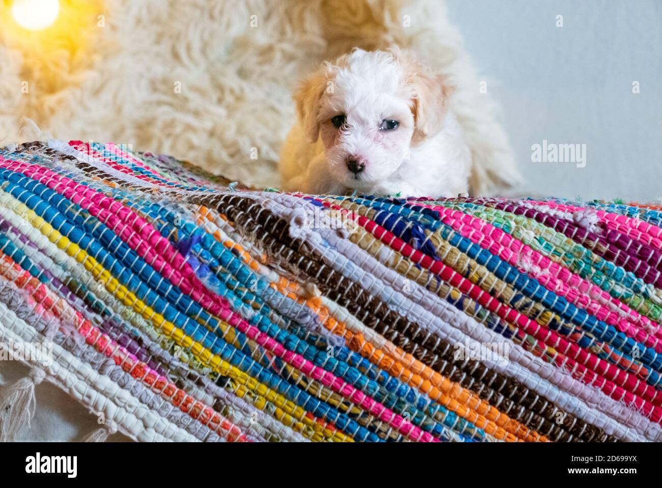 Carino cucciolo di cinese crestato cane su tappeto colorato. Foto Stock