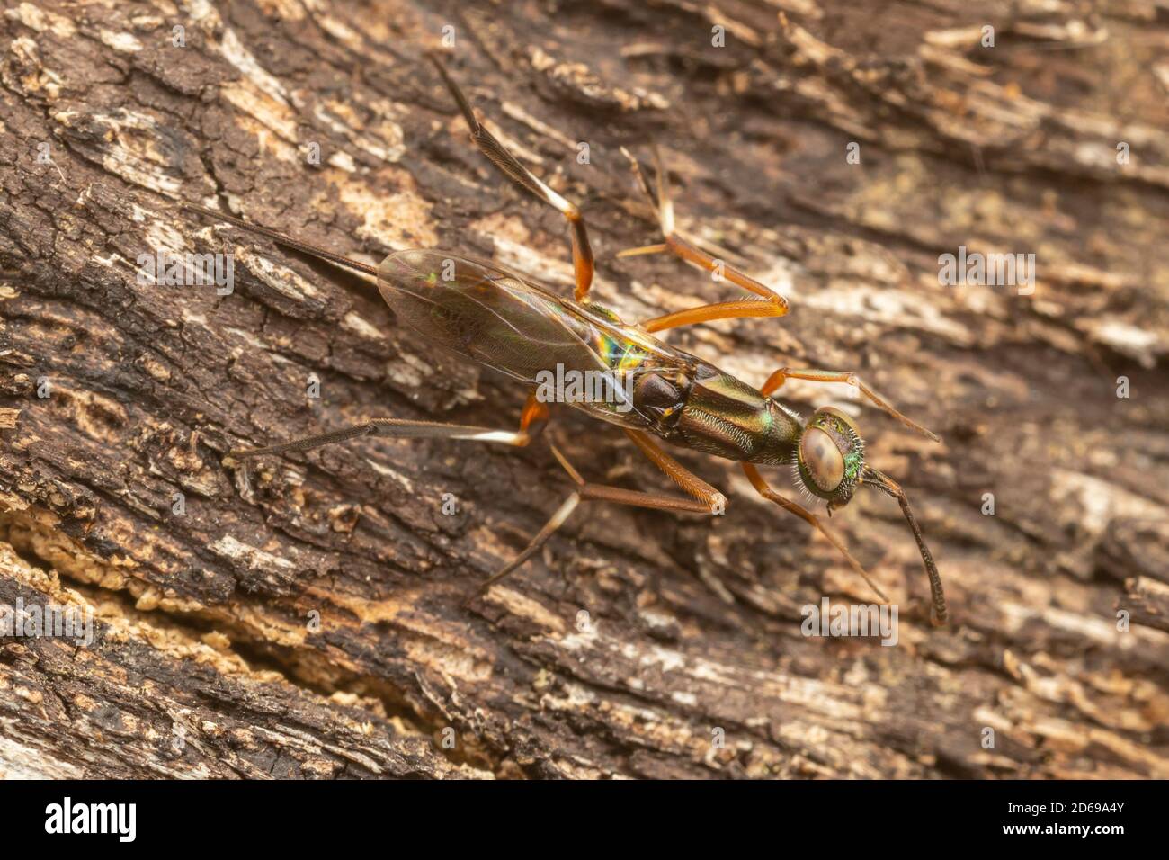 Eupelmid Wasp (Metapelma spectabile) - Female Foto Stock