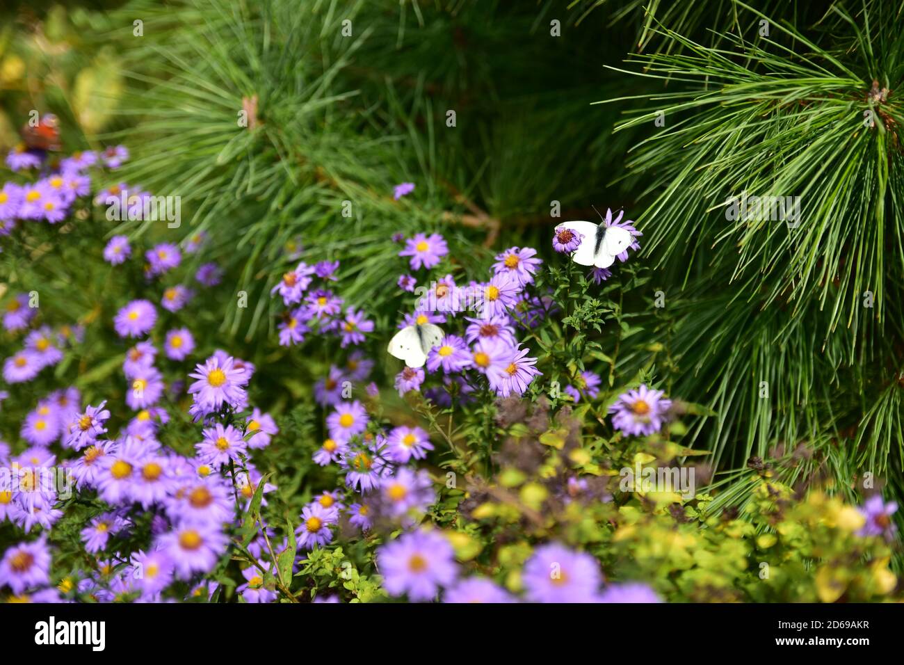 Un giardino in colori autunnali in un chiaro giorno di ottobre. Foto Stock