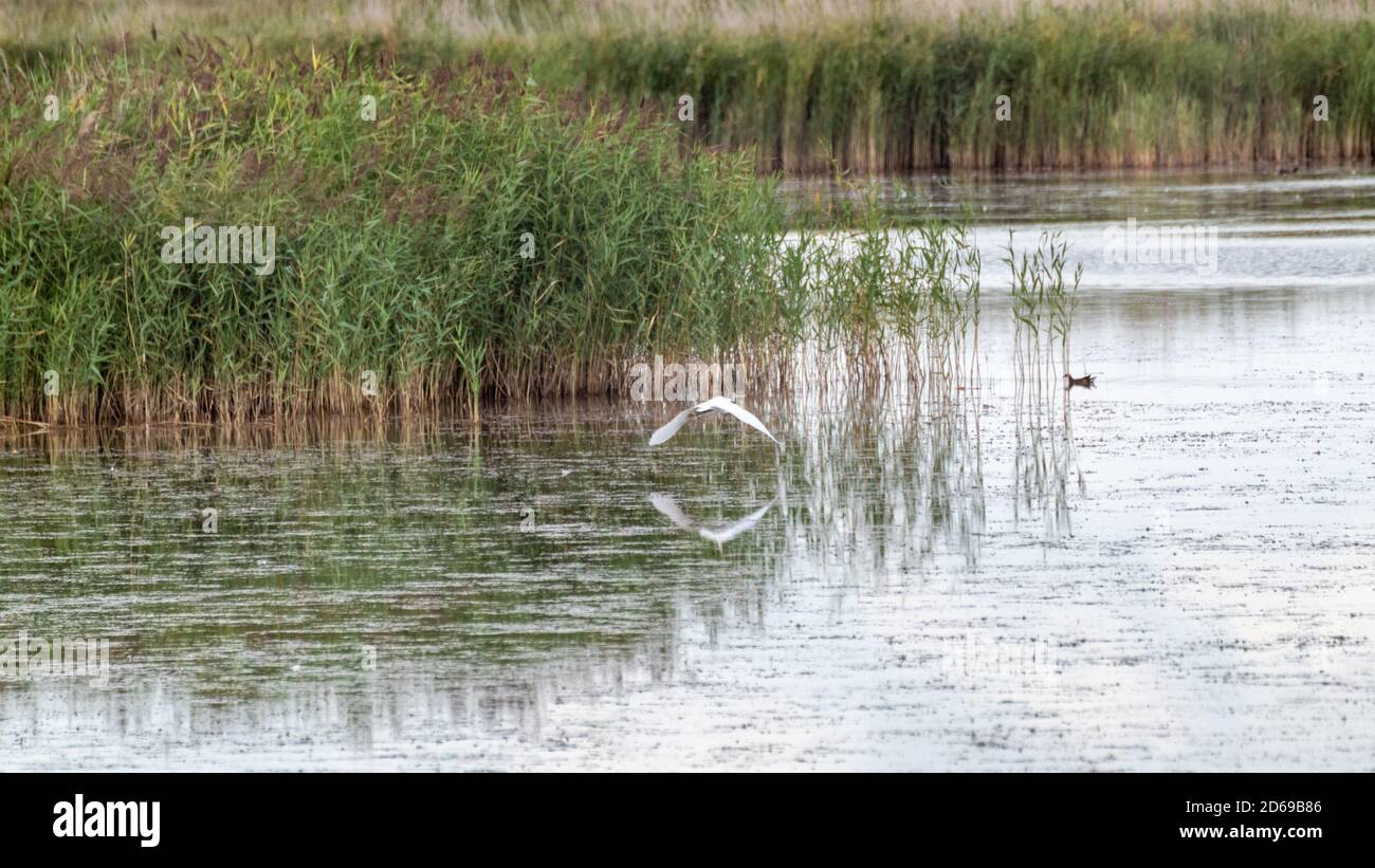 Uccello che vola vicino acqua di fiume superficie con riflessione su verde canne sfondo erba in campagna. Cattail animali naturali ambiente sul lago Foto Stock