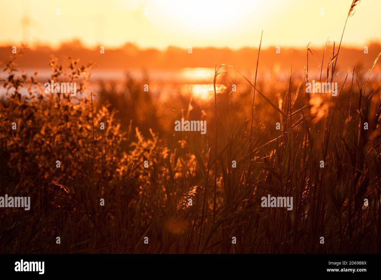 L'erba alta costa del fiume con i colori del cielo vibranti dell'alba arancione e il sole che sorge. Sfondo sfocato Foto Stock