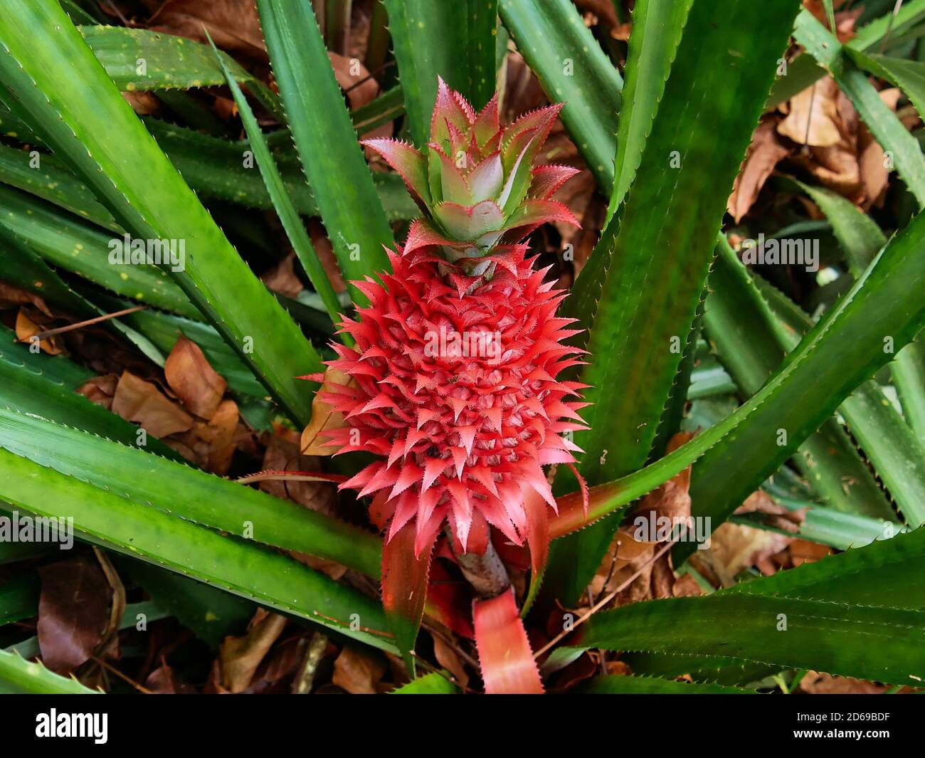 Vista in primo piano dell'esotico frutto di colore rosso dell'ananas rosso selvaggio (ananas bracteatus) con foglie di colore prickly verde nella foresta pluviale tropicale su Mahe. Foto Stock