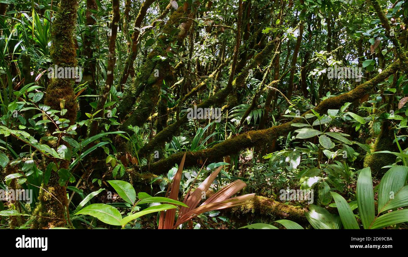 Foresta pluviale densa di colore verde con tronchi ricoperti di muschio di un albero e diverse piante endemiche tropicali vicino a Morne Blanc nel nord di Mahe, Seychelle. Foto Stock