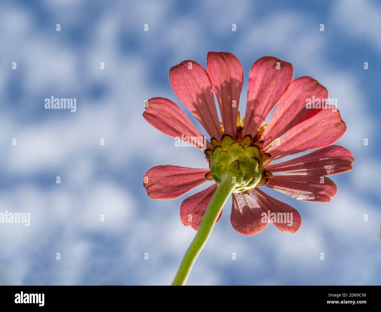 Primo piano di fiore rosso da sotto aganista un blu cielo con nuvole bianche Foto Stock