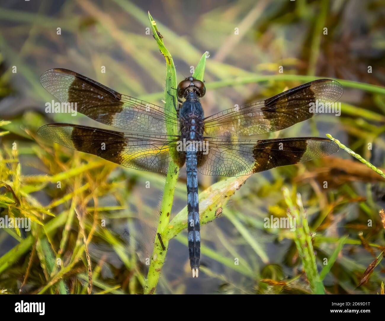 Primo piano di una libellula con quattro macchie nere su le sue ali Foto Stock