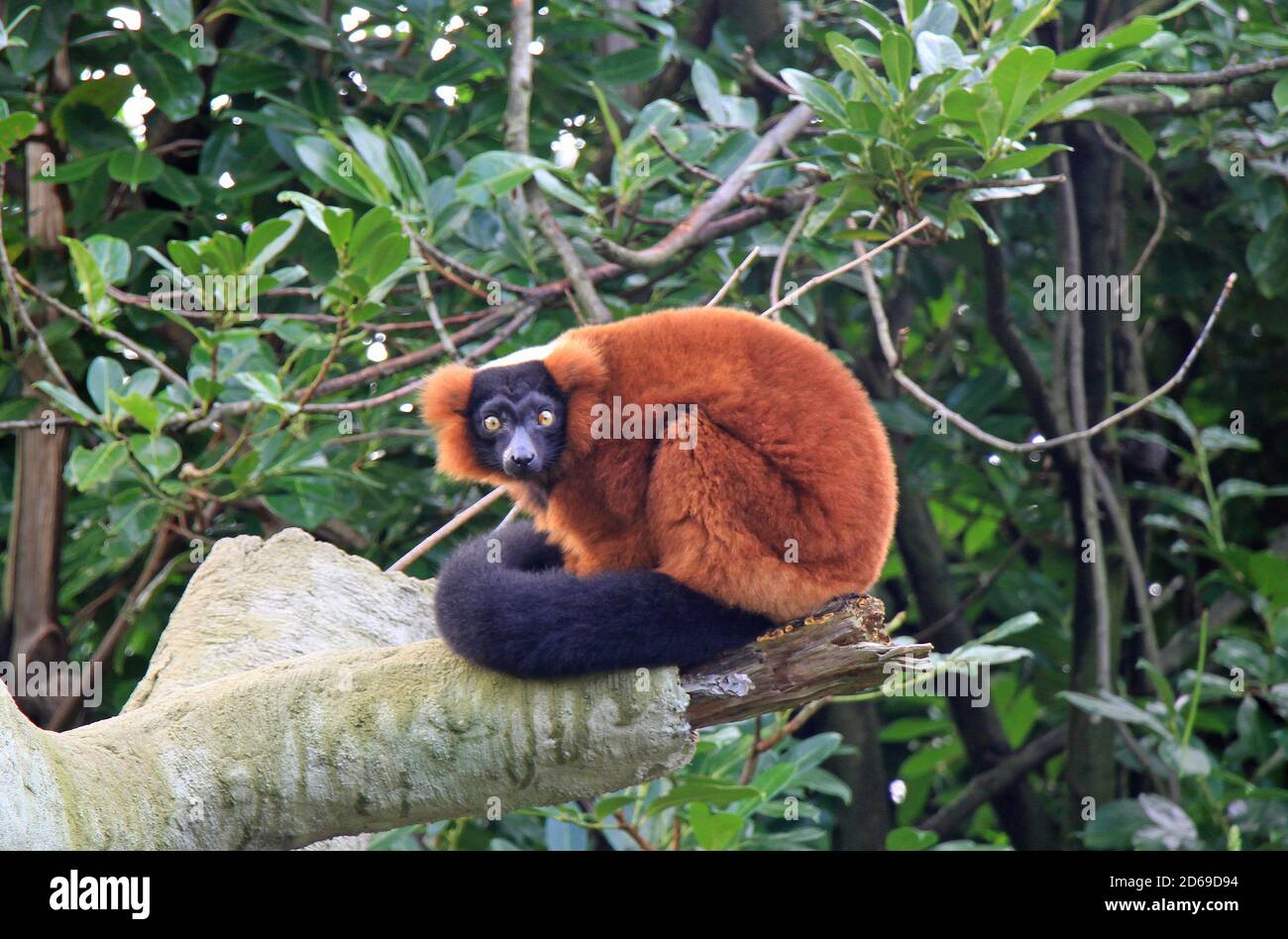 Lemuri allo zoo di Chester Foto Stock