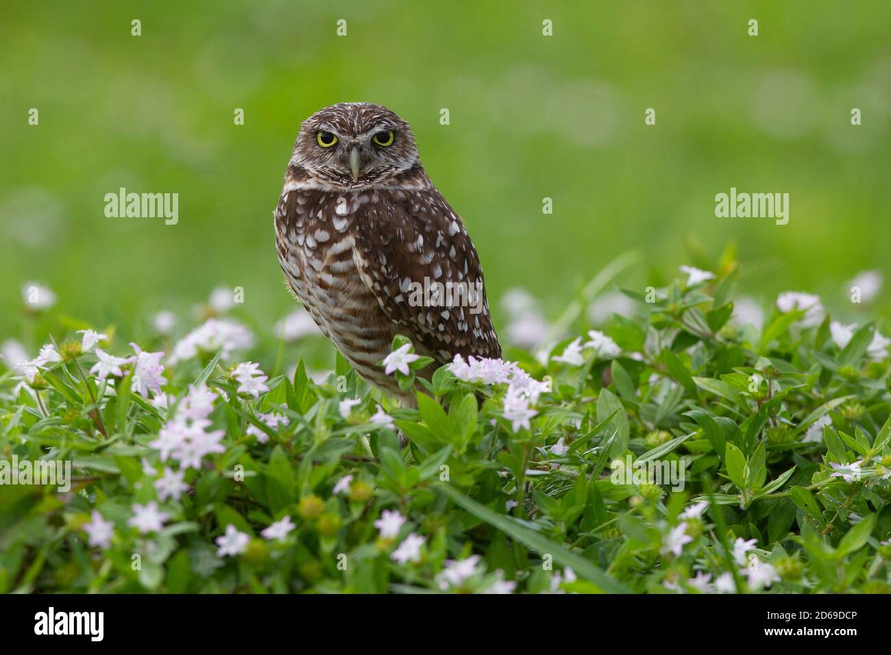 Burrowing Owl a Cape Coral, Florida. Athene cunicularia, Nest in sotterranei burrows. Foto Stock