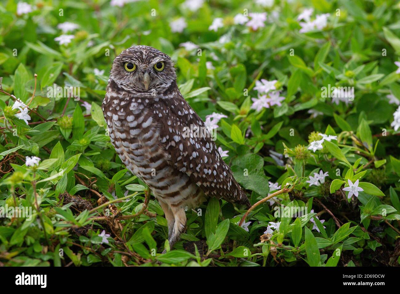 Burrowing Owl a Cape Coral, Florida. Athene cunicularia, Nest in sotterranei burrows. Foto Stock