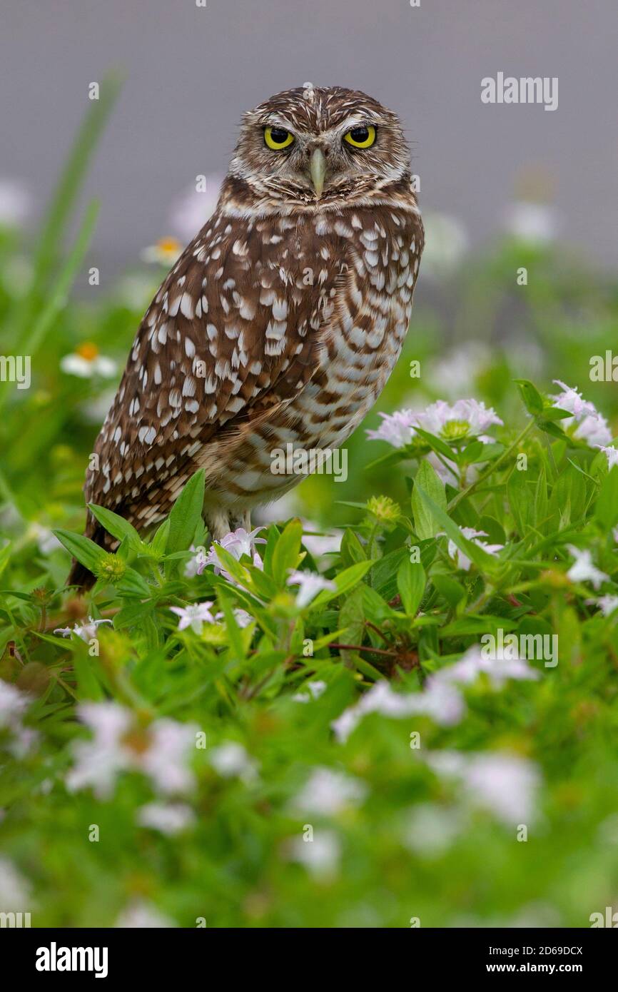 Burrowing Owl a Cape Coral, Florida. Athene cunicularia, Nest in sotterranei burrows. Foto Stock