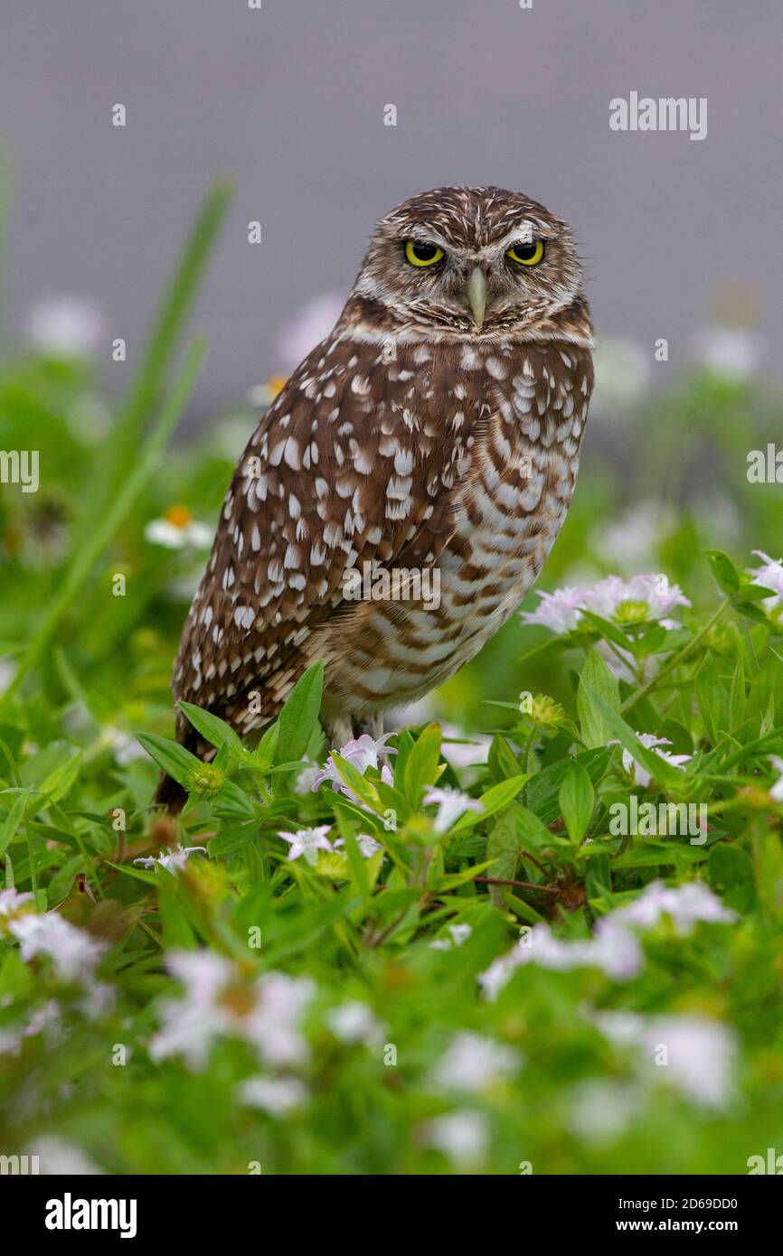 Burrowing Owl a Cape Coral, Florida. Athene cunicularia, Nest in sotterranei burrows. Foto Stock