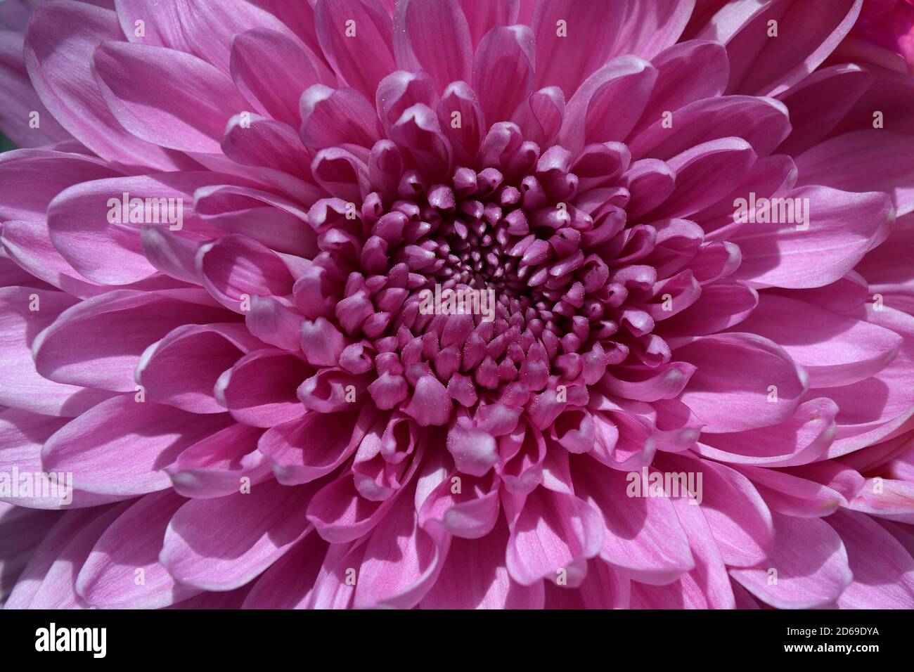 crisantemo fiorito come sfondo floreale Foto Stock