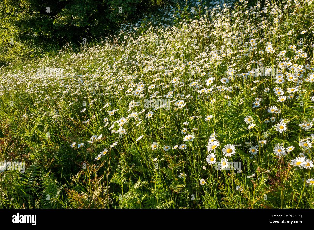 Una deriva di margherite di occhio di bue, il wilflower britannico indigeno. Foto Stock