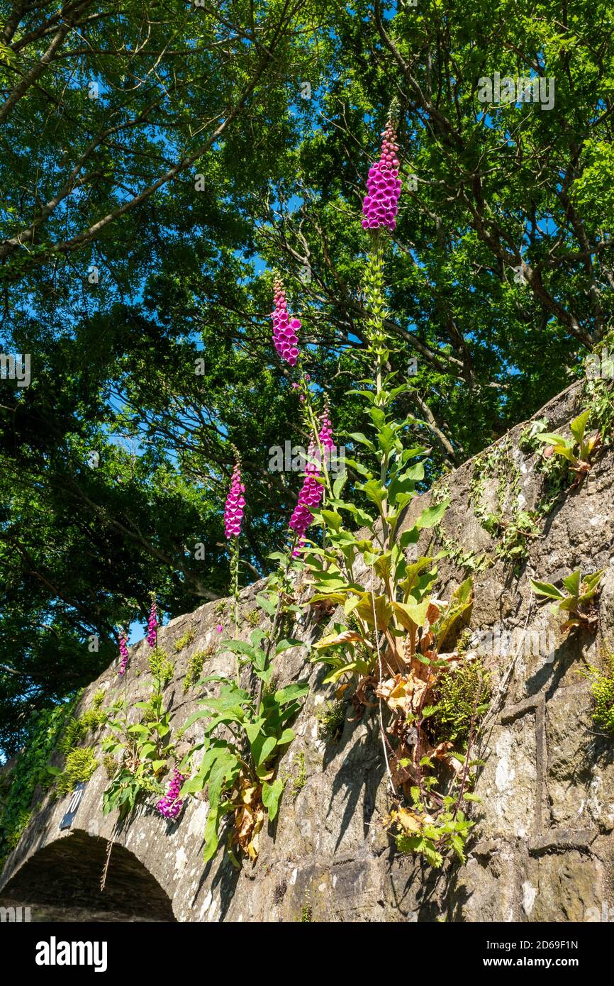 Foxguants, Ladies Glove, (digitalis purpurea) crescono da un muro di pietra, Monmouthshire, Regno Unito Foto Stock