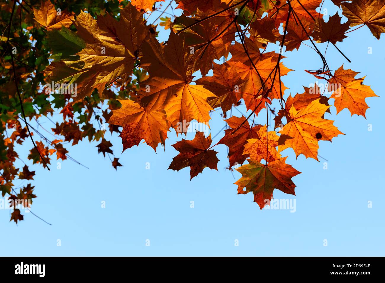 Canada ramo acero con foglie di autunno rosso su cielo blu Foto Stock