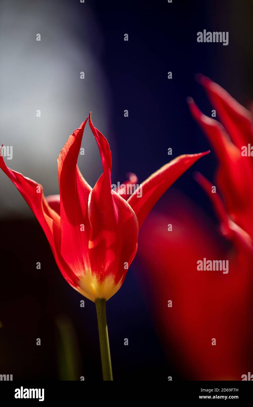 Tulipano Lily fiorito 'Alladin' retroilluminato Foto Stock