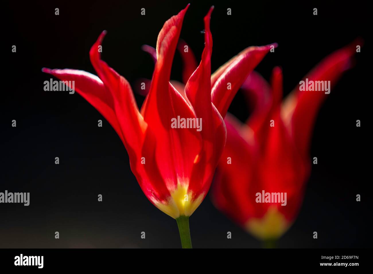 Tulipano Lily fiorito 'Alladin' retroilluminato Foto Stock