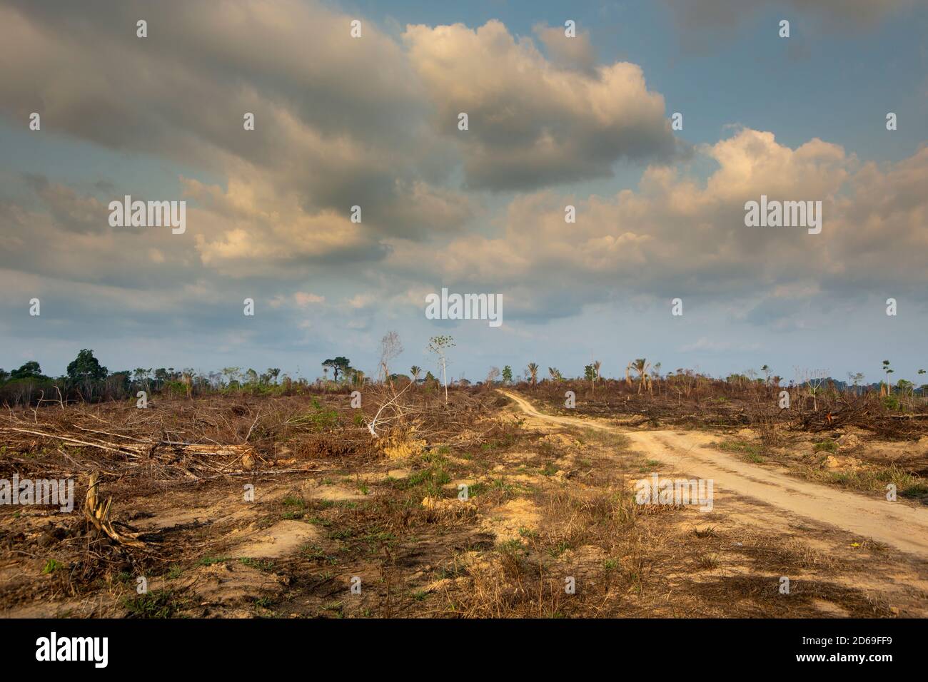 Vista spettacolare della deforestazione nella foresta amazzonica. Alberi tagliati e bruciati illegalmente per aprire terra per l'agricoltura e il bestiame nel Jamanxim. Foto Stock