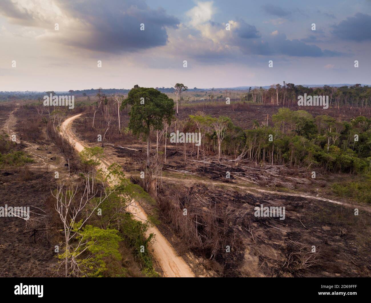 Drone vista aerea della deforestazione nella foresta amazzonica. Alberi tagliati e bruciati su una strada sterrata illegale per aprire terra per l'agricoltura e il bestiame. Foto Stock